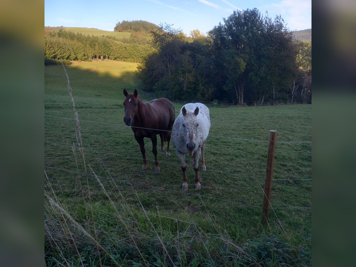 Appaloosa Mix Mare 19 years 16 hh in winnerat