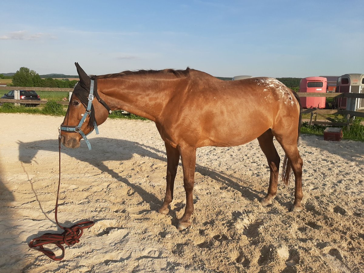 Appaloosa Mix Mare 19 years 16 hh in Zapfendorf