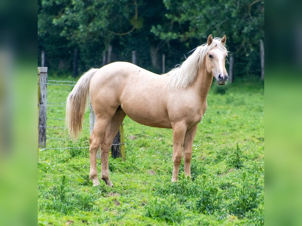 Appaloosa Mare 1 year 14,2 hh Palomino in Bayeux