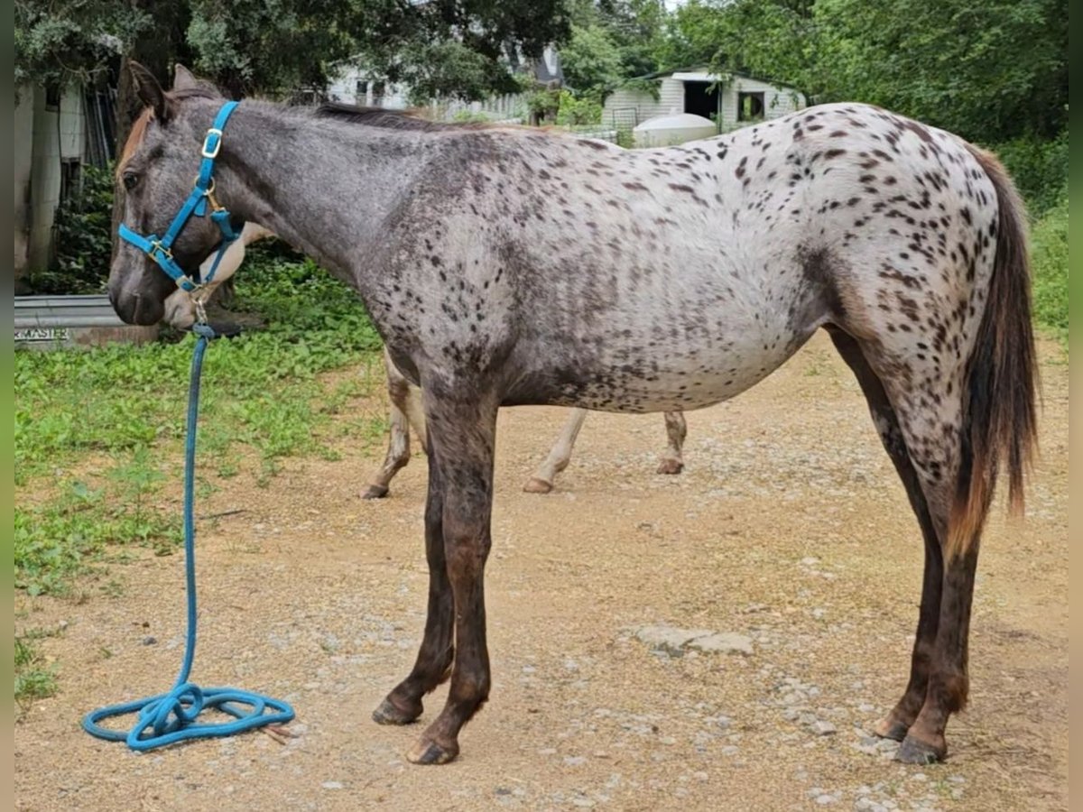 Appaloosa Mare 1 year 14 hh Black in Hohenwald