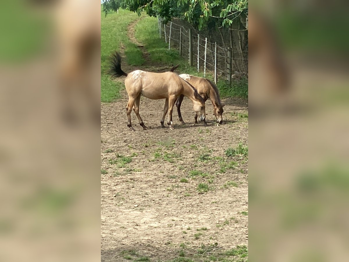 Appaloosa Mare 1 year 14,1 hh Buckskin in Preu&#xDF;isch Oldendorf