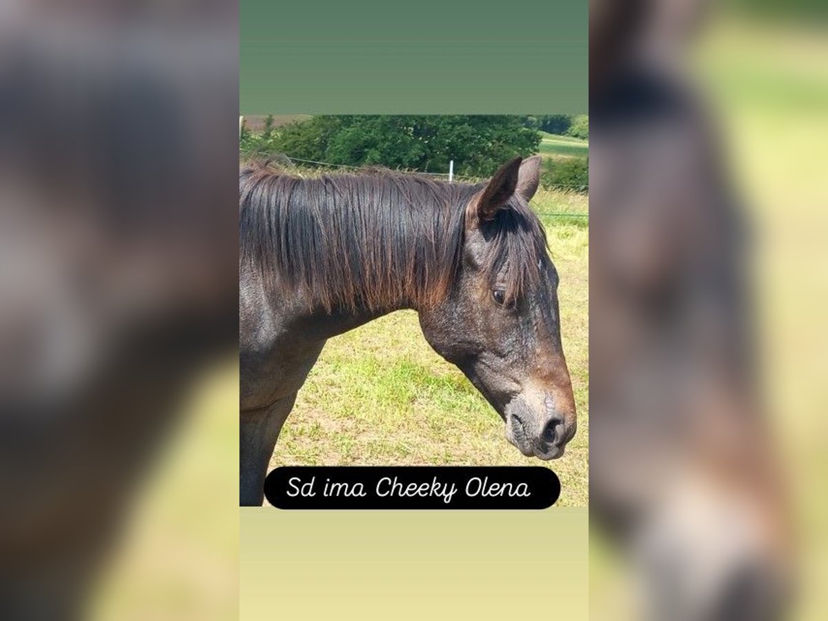 Appaloosa Mare 1 year 14,3 hh Brown in M&#xFC;nchweiler an der Alsenz