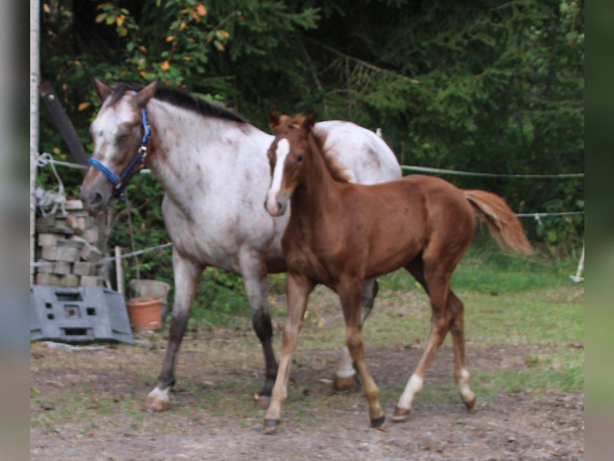 Appaloosa Mix Mare 1 year 15,1 hh Roan-Bay in Gemmerich