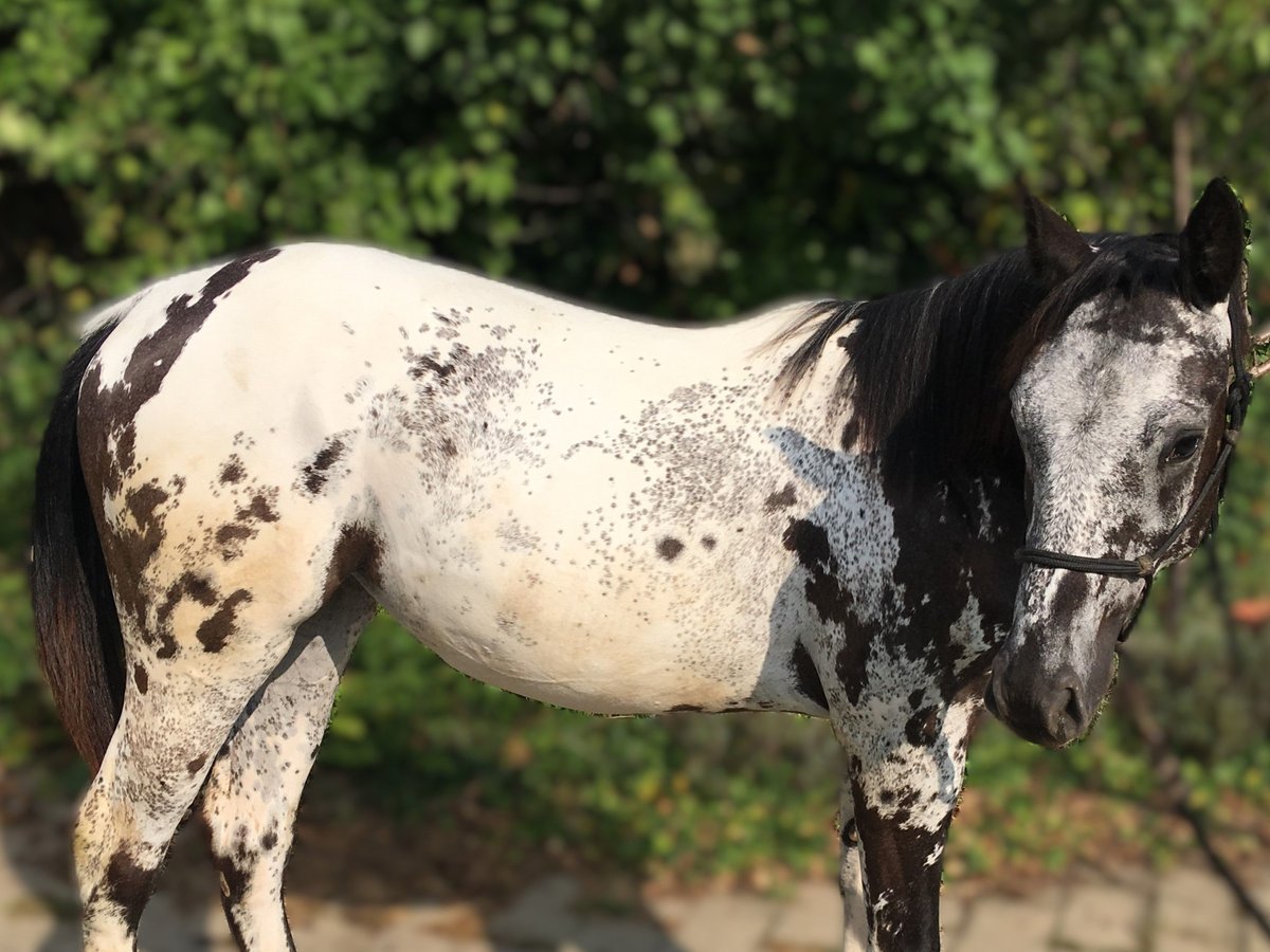 Appaloosa Mare 1 year in BRNO