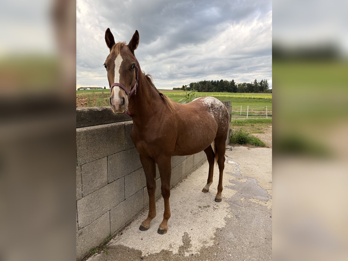 Appaloosa Mix Mare 1 year in M&#xFC;nzbach