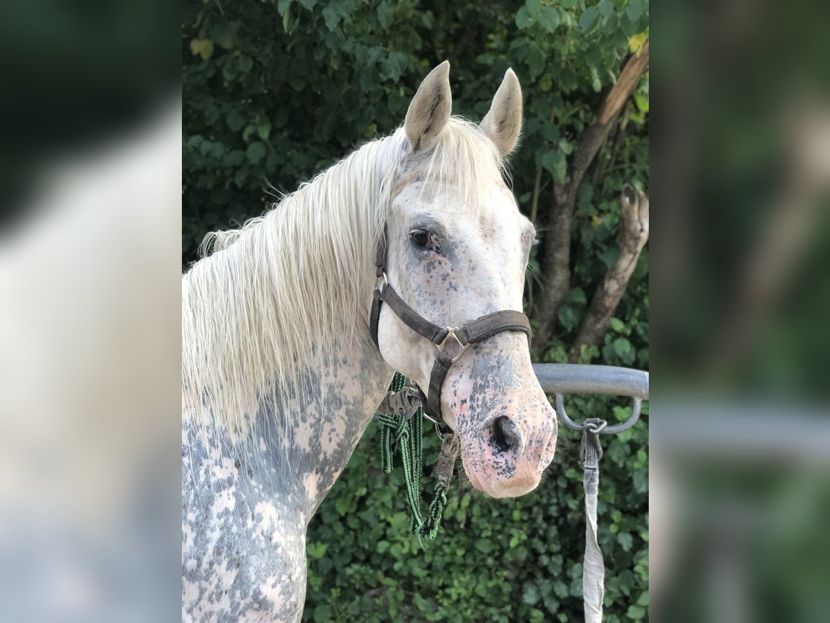 Appaloosa Mare 20 years 15,1 hh Grey in Mainbernheim
