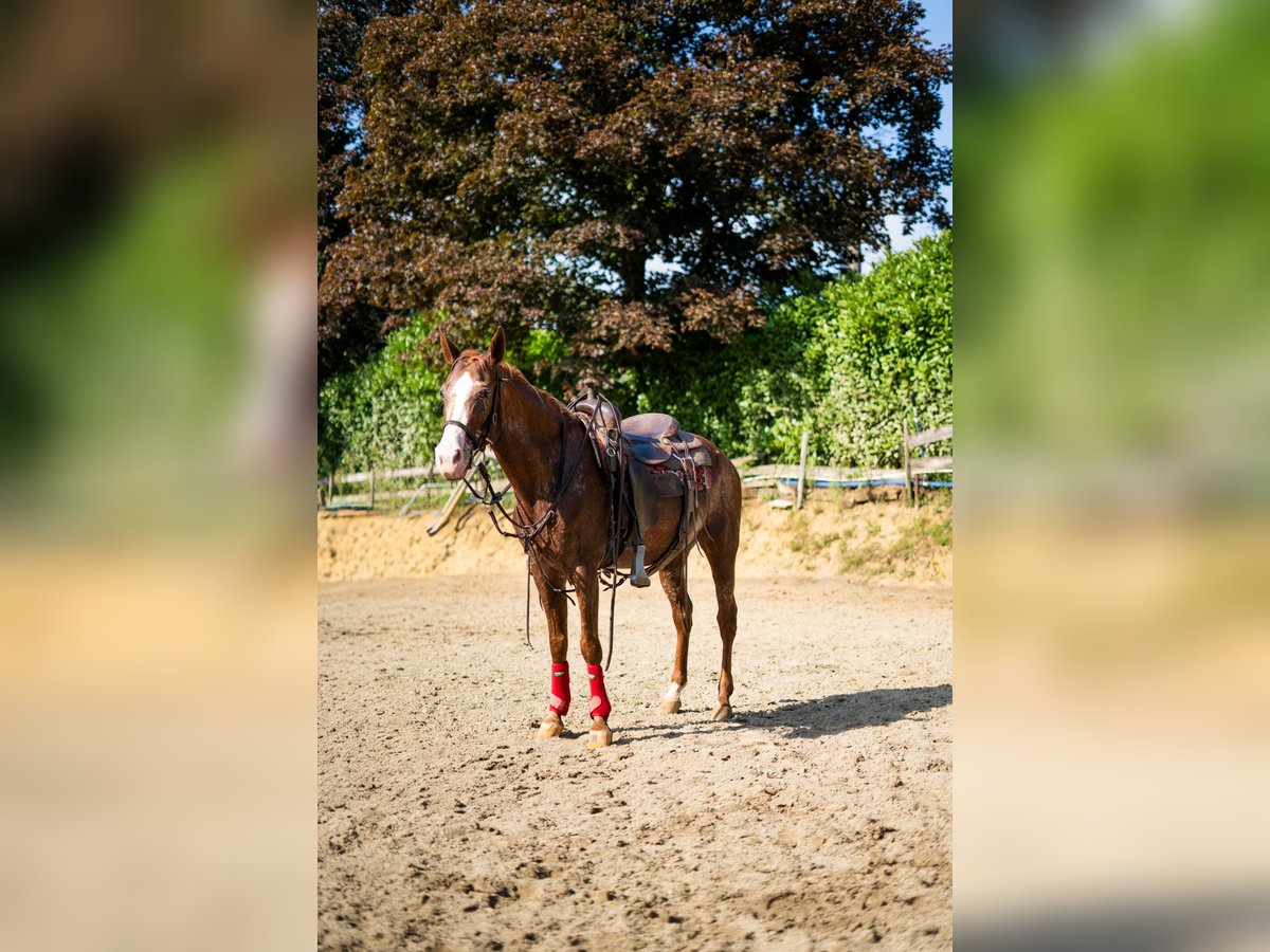 Appaloosa Mare 21 years 14,2 hh Leopard-Piebald in Missaglia
