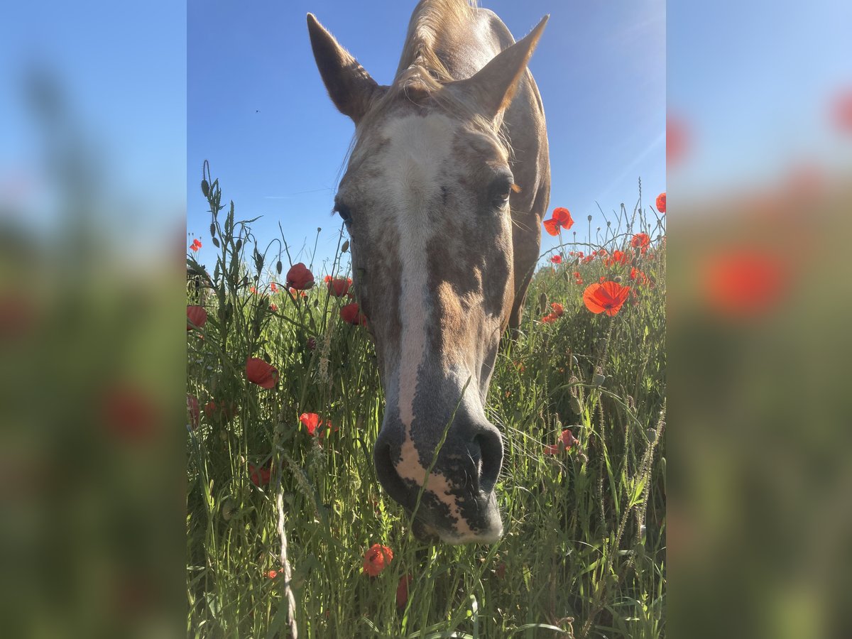 Appaloosa Mare 22 years 16,2 hh Gray-Red-Tan in Schwäbisch Hall