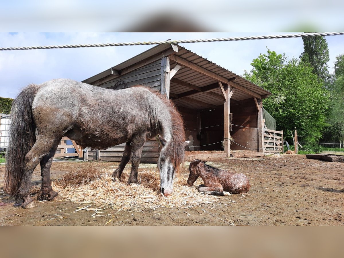 Appaloosa Mare 25 years 8,3 hh Leopard-Piebald in Vremde