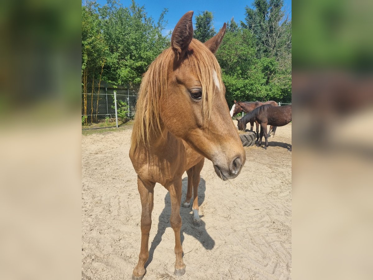 Appaloosa Mare 2 years 14,3 hh Chestnut-Red in Rehden Appaloosa Mare 2 years 14,3 hh Chestnut-Red in Rehden