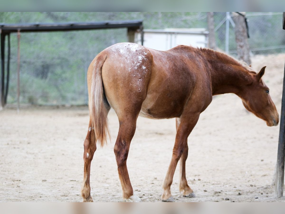 Appaloosa Mix Mare 2 years 15,1 hh Leopard-Piebald in Alcoi/Alcoy