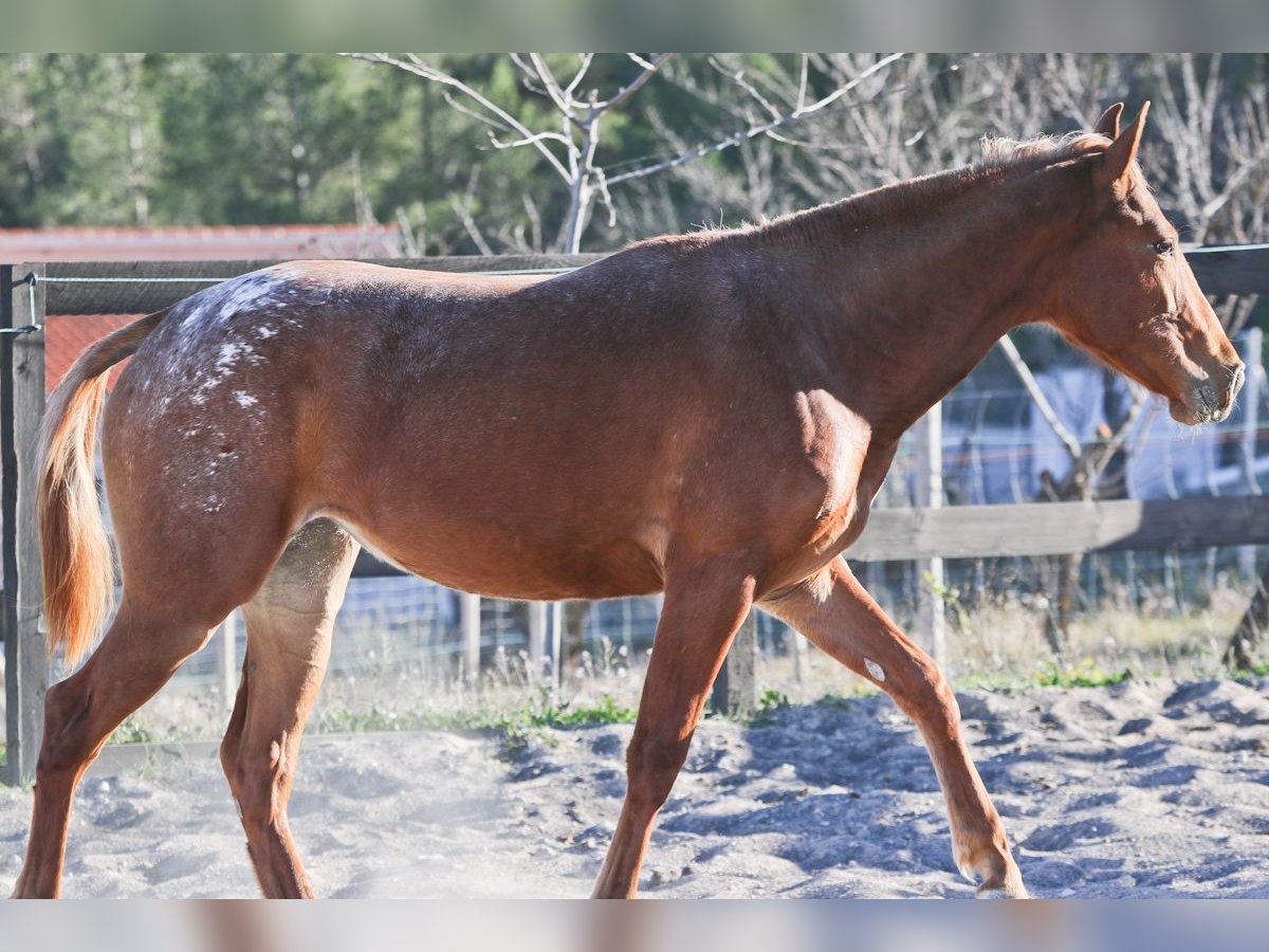 Appaloosa Mix Mare 2 years 15,2 hh in Alcoi/Alcoy