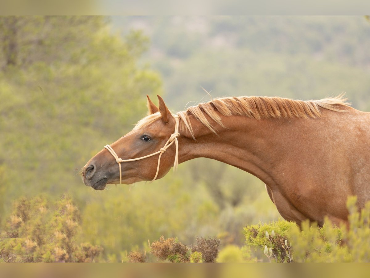 Appaloosa Mix Mare 2 years 15,2 hh Leopard-Piebald in Alcoi/Alcoy