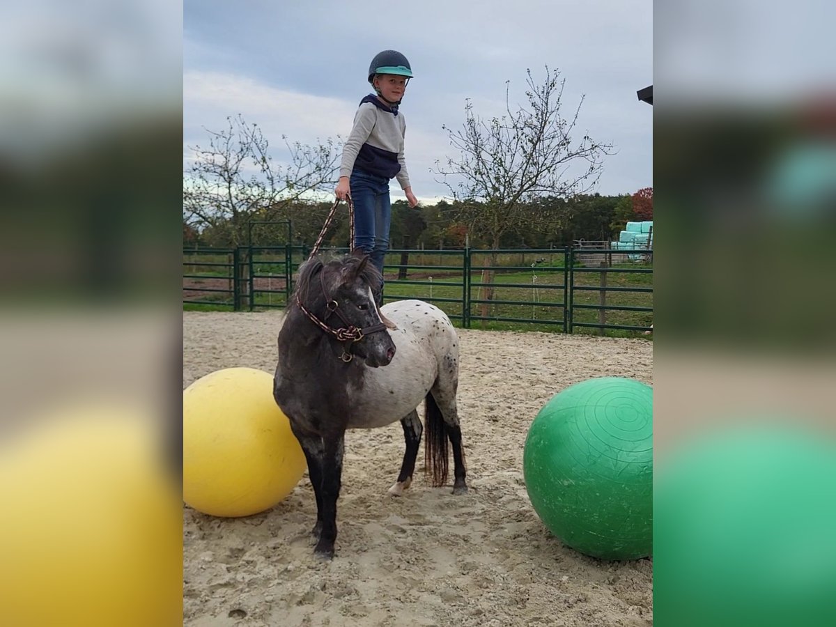 Appaloosa Mare 3 years 12 hh Leopard-Piebald in Landgraaf
