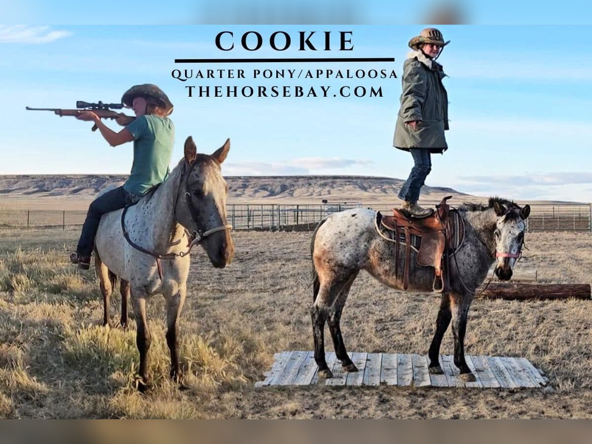 Appaloosa Mare 3 years 13,3 hh Gray in Great Falls, MT