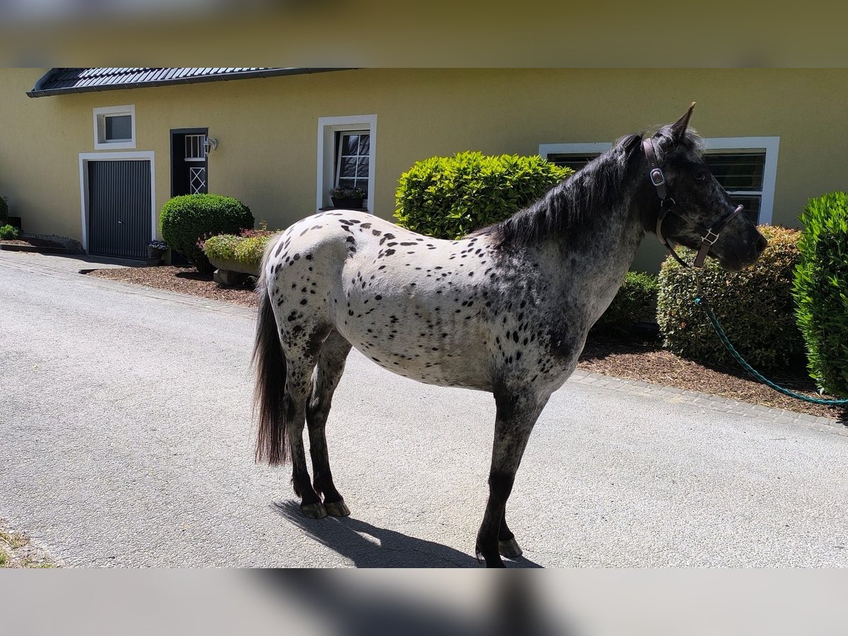 Appaloosa Mix Mare 3 years 13,3 hh Leopard-Piebald in Georgsmarienh&#xFC;tte