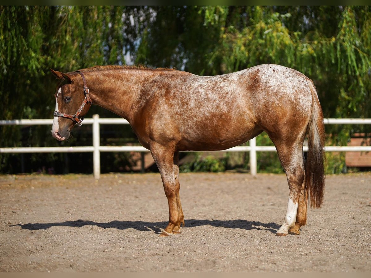 The Appaloosa Horse Breed - Young Rider magazine