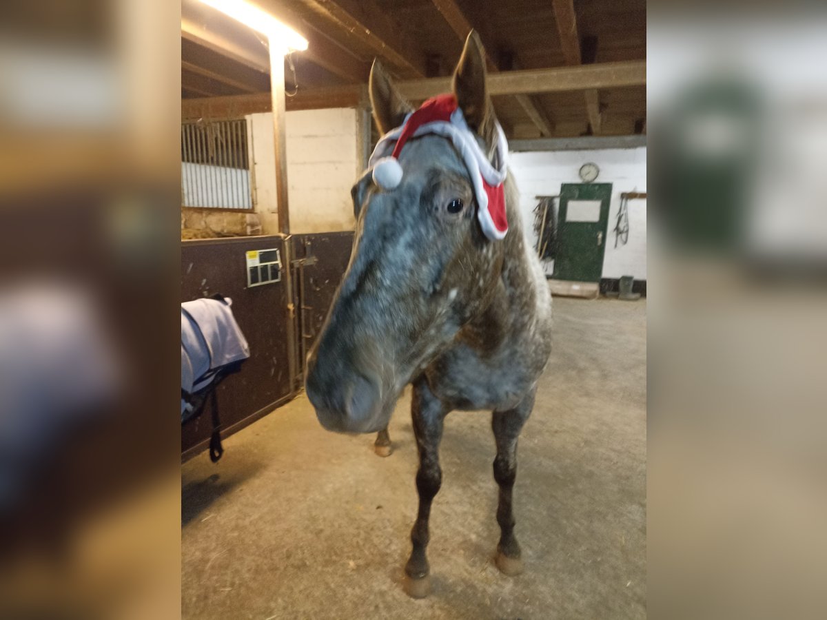 Appaloosa Mare 3 years 15,2 hh Leopard-Piebald in Gangelt