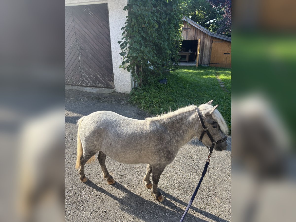 Appaloosa Mare 3 years 7,1 hh Grey-Dapple in Pei&#xDF;enberg