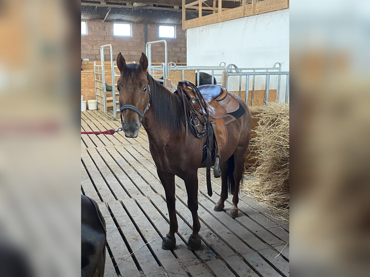 Appaloosa Mare 4 years 14,1 hh Chestnut-Red in Riegelsberg