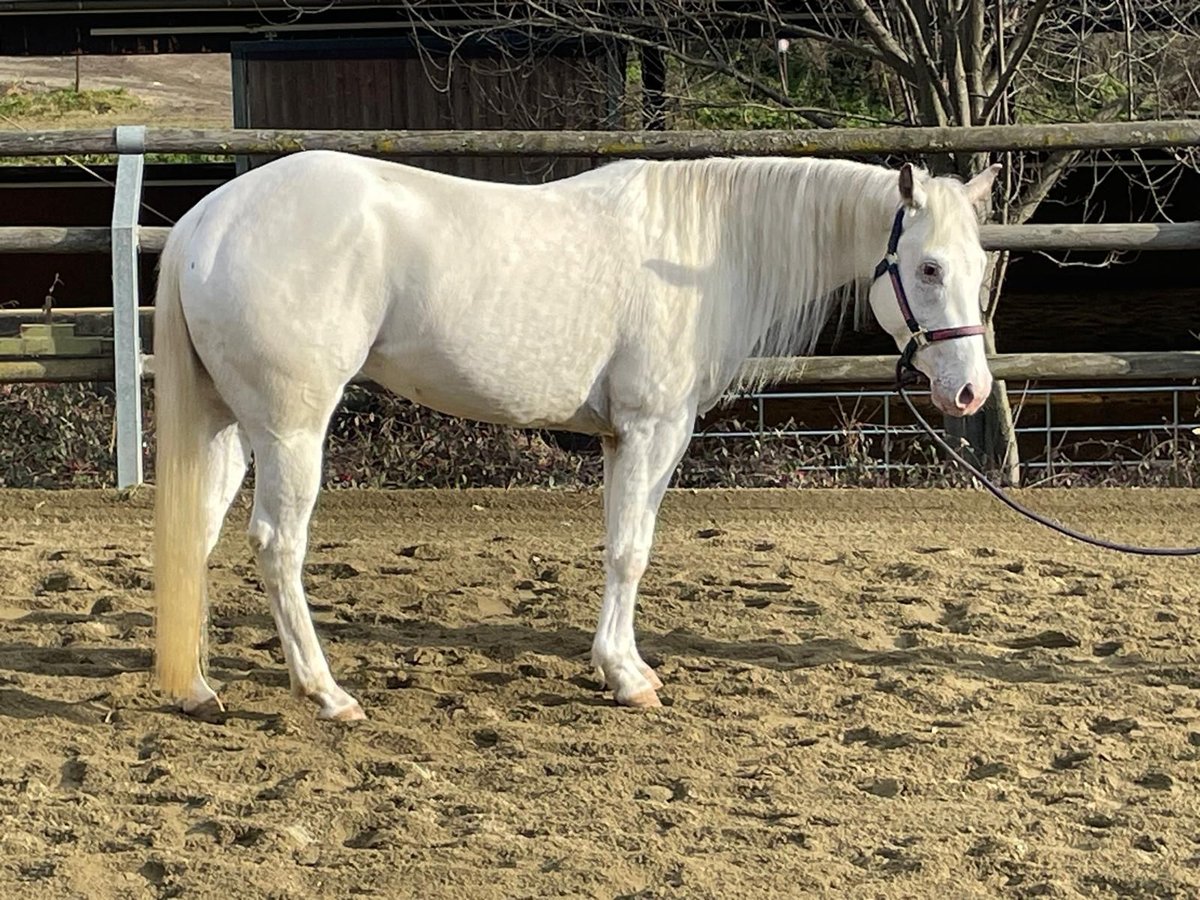 Appaloosa Mare 4 years 14,2 hh in Stallhofen