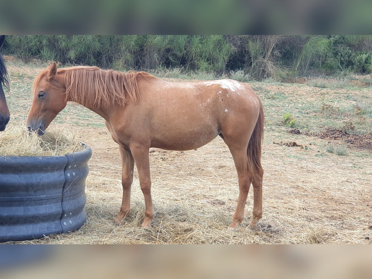 Appaloosa Mare 4 years 14,1 hh in Zerf
