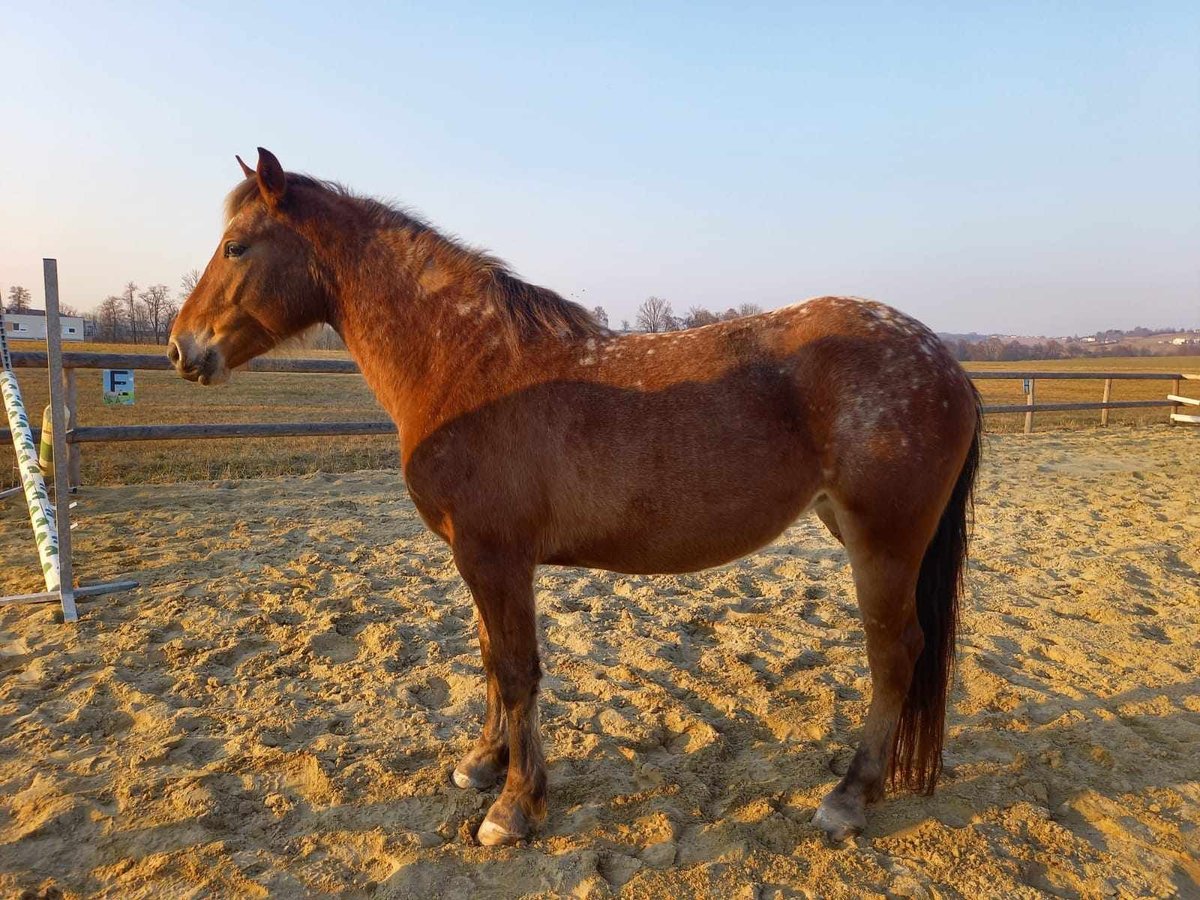 Appaloosa Mix Mare 4 years 14,1 hh Leopard-Piebald in G&#xFC;ssing