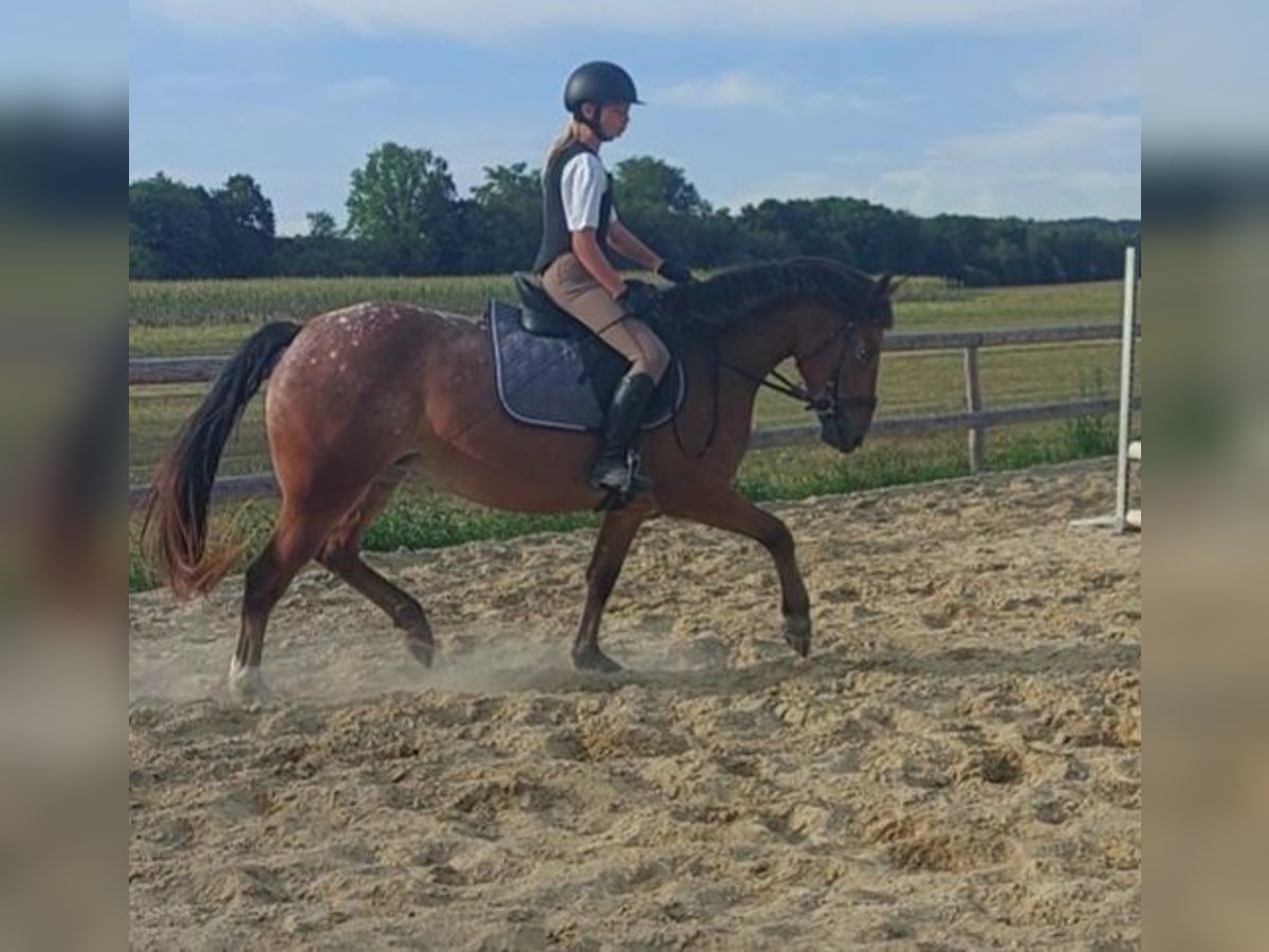 Appaloosa Mix Mare 4 years 14,1 hh Leopard-Piebald in G&#xFC;ssing