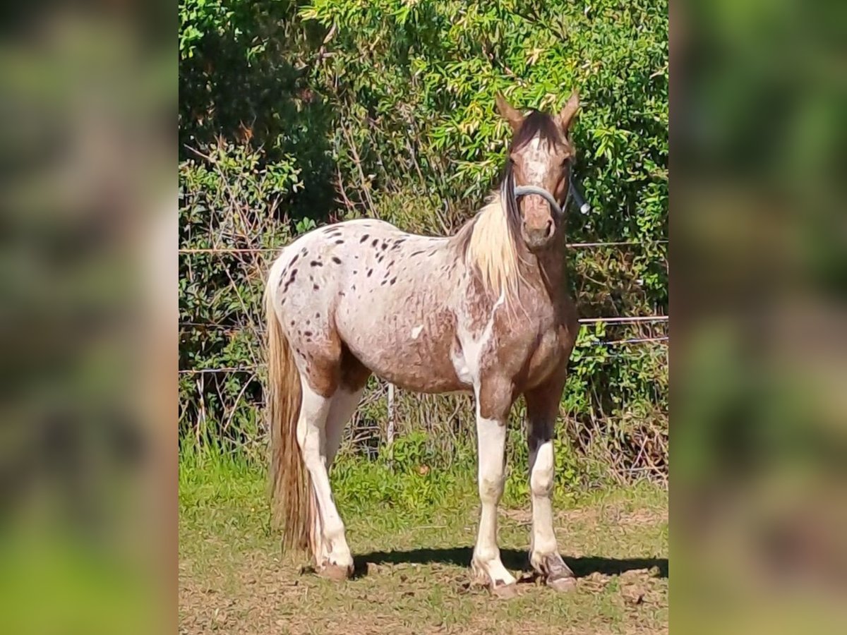 Appaloosa Mix Mare 4 years 14,2 hh Leopard-Piebald in Altom&#xFC;nster