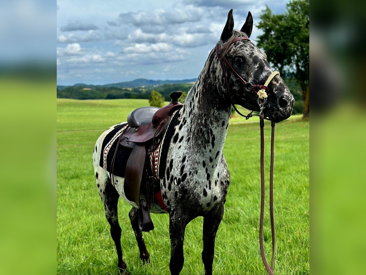 Appaloosa Mare 4 years 14,2 hh Leopard-Piebald in Kotternborn