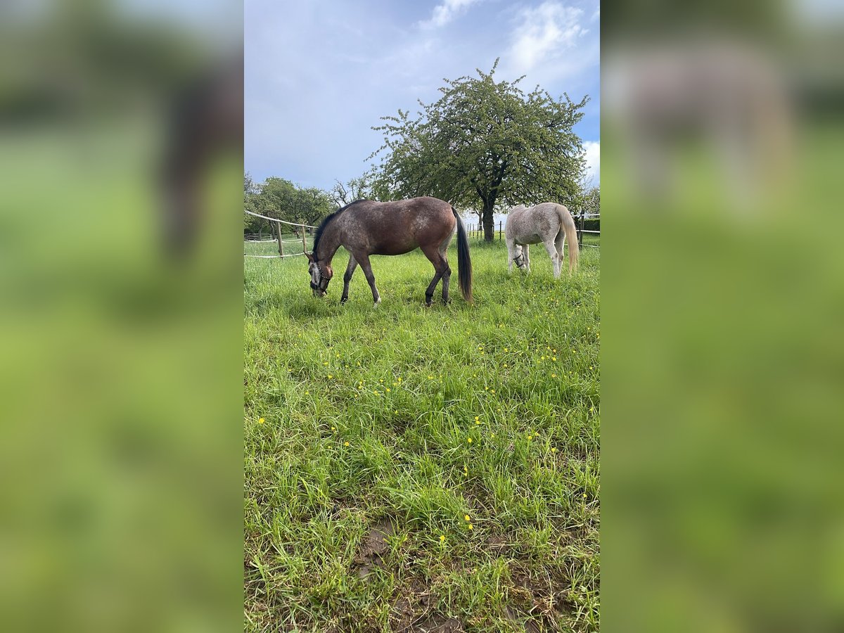 Appaloosa Mix Mare 4 years 15,1 hh Brown in Bad Wimpfen