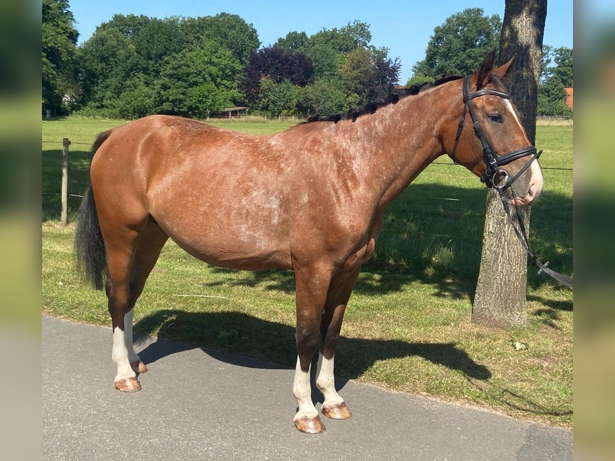 Appaloosa Mare 4 years 15 hh Bay in Hopsten