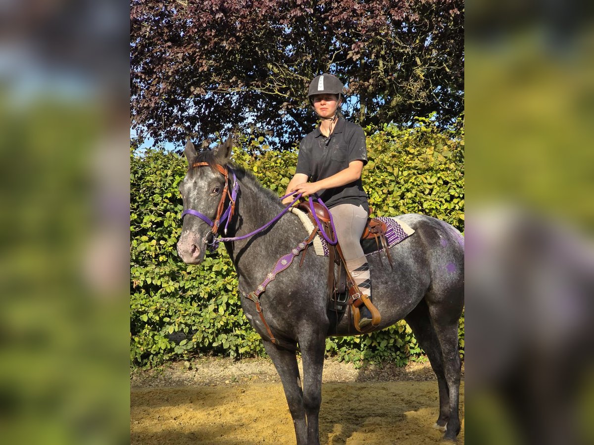Appaloosa Mix Mare 4 years 15,1 hh Leopard-Piebald in Linkenbach