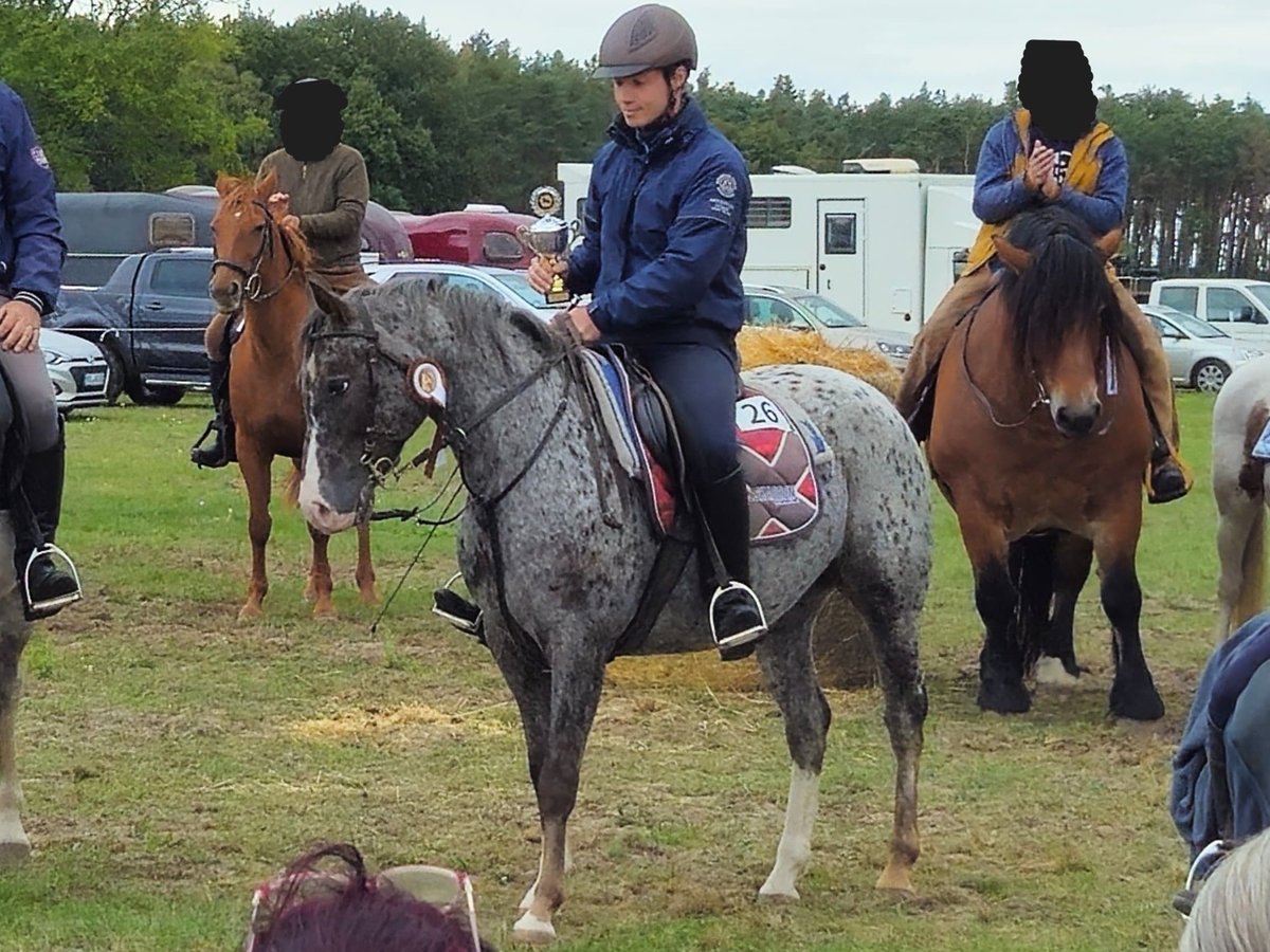 Appaloosa Mix Mare 5 years 14,2 hh Leopard-Piebald in Wust-Fischbeck