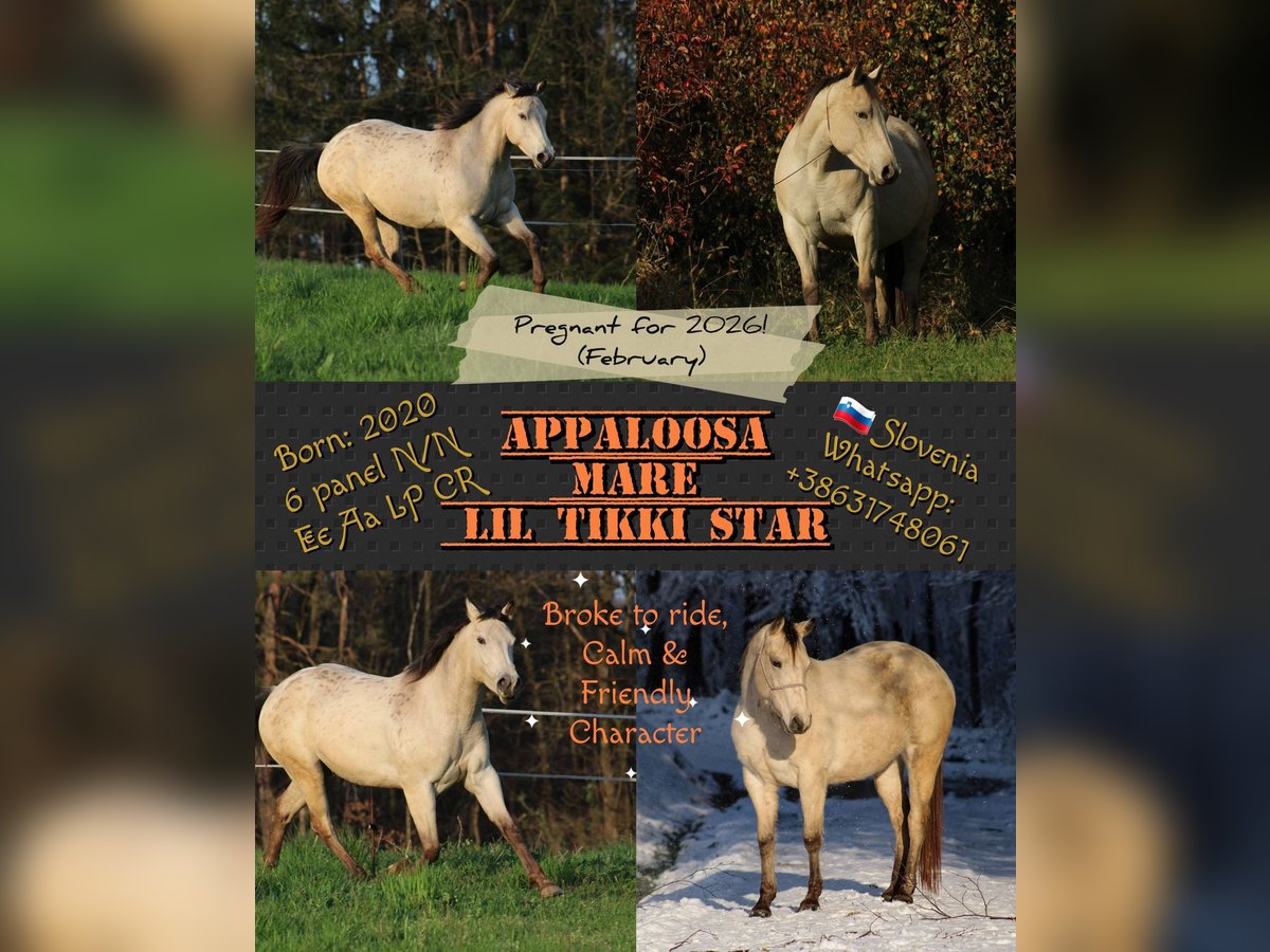 Appaloosa Mare 5 years 14,2 hh Buckskin in Globoko