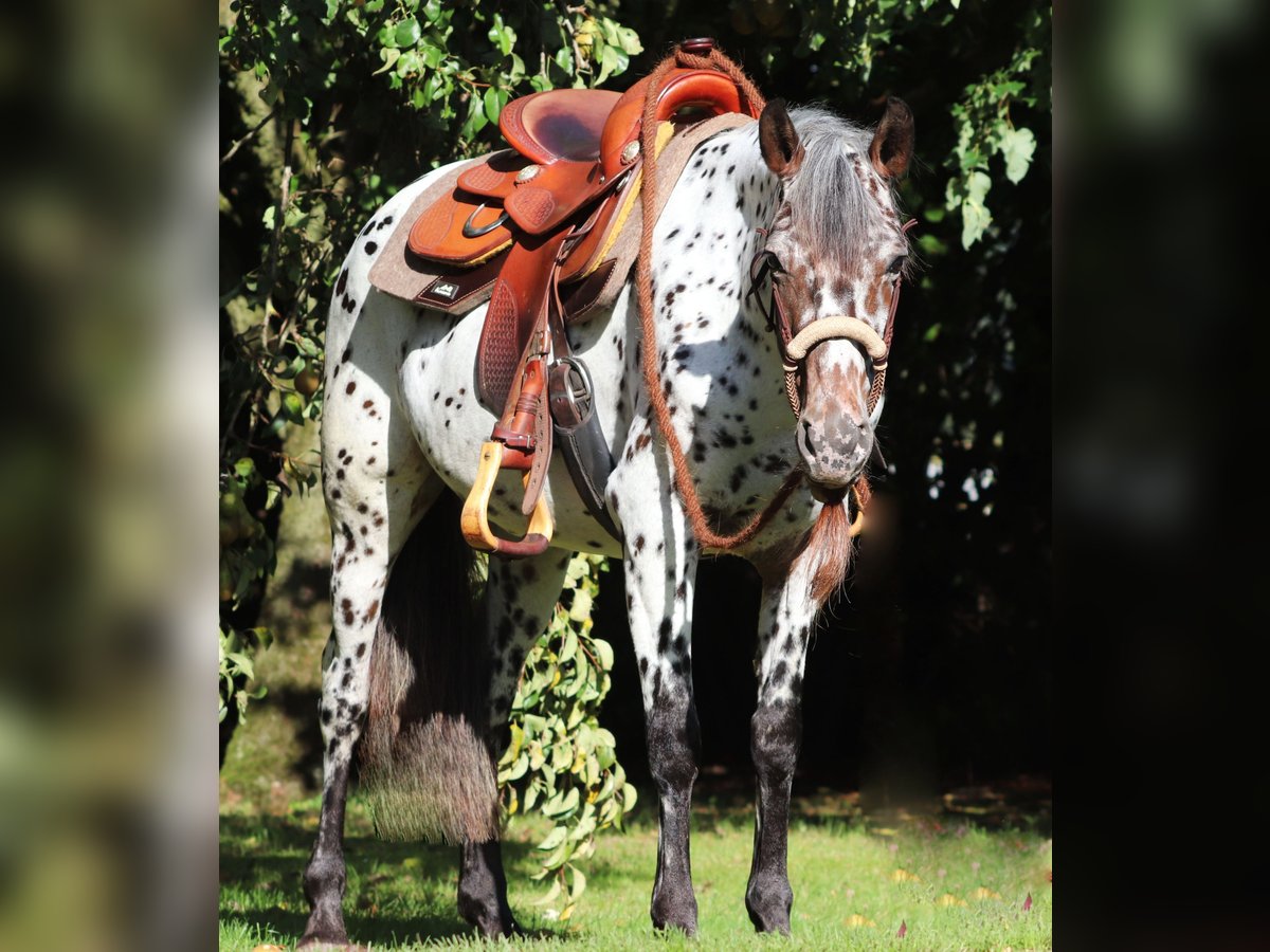 Appaloosa Mix Mare 5 years 15 hh Leopard-Piebald in Oberlangen
