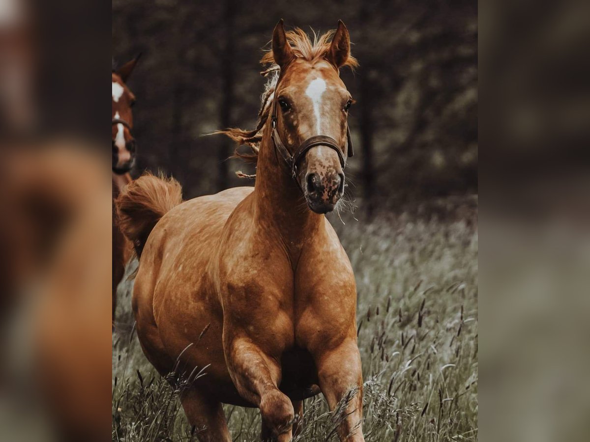 Appaloosa Mix Mare 6 years 14,2 hh Red Dun in Leverkusen