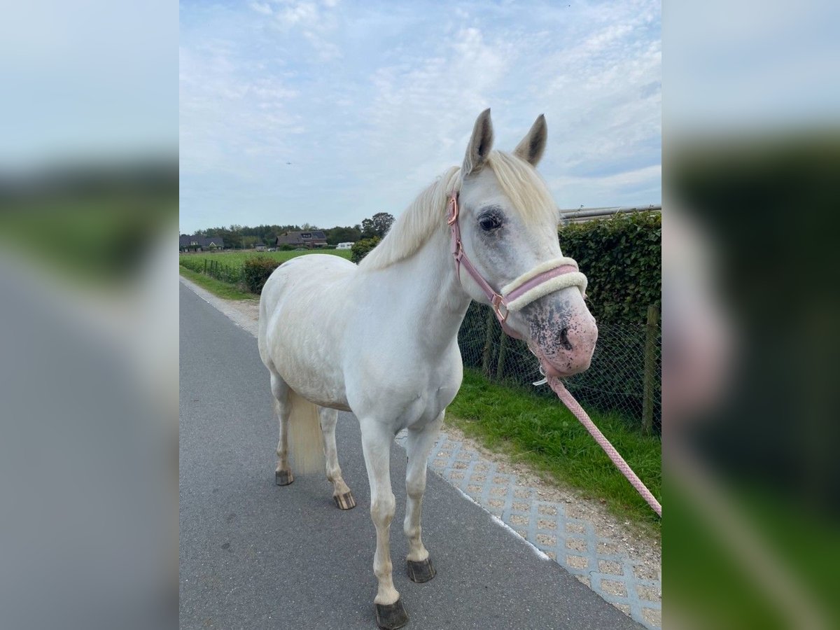 Appaloosa Mix Mare 6 years 14 hh Leopard-Piebald in Beverwijk