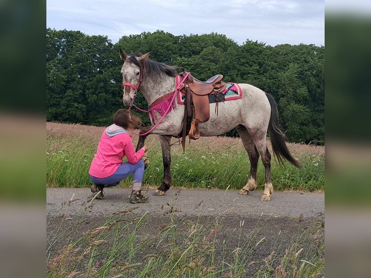 Appaloosa Mix Mare 6 years 14,1 hh Leopard-Piebald in Linkenbach