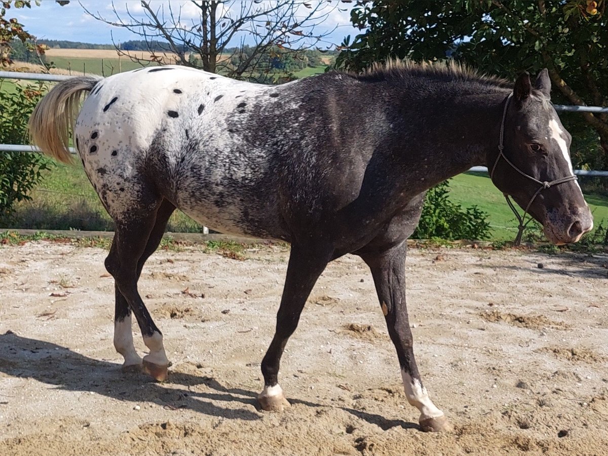 Appaloosa Mare 6 years 15,2 hh Black in Weißkirchen an der Traun