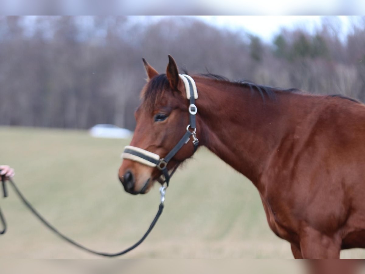 Appaloosa Mare 6 years 15,2 hh Brown in St&#xFC;hlingen