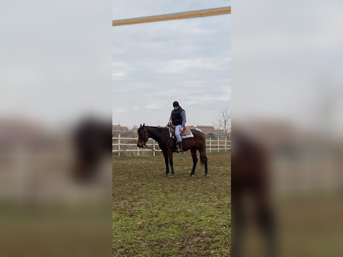 Appaloosa Mix Mare 7 years 15,1 hh Brown in Berra