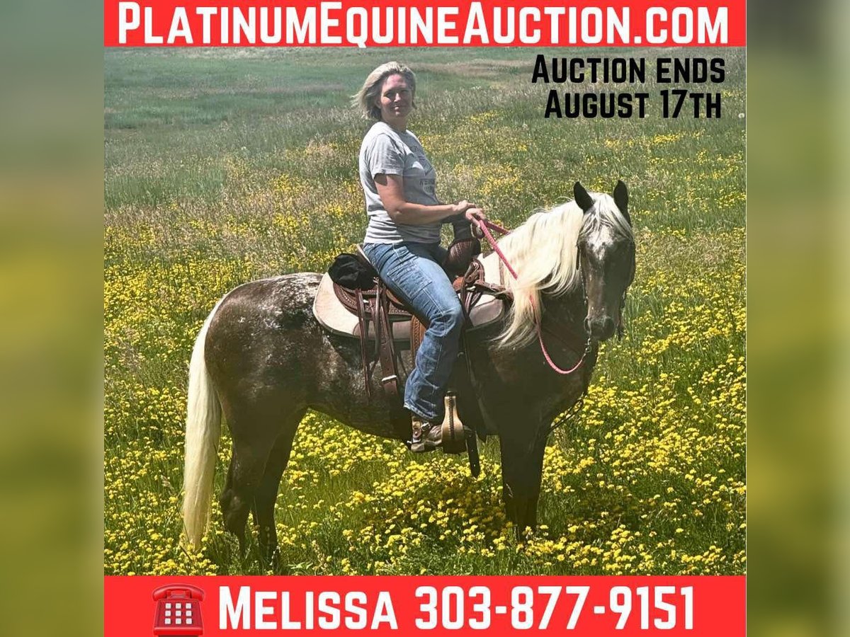 Appaloosa Mare 8 years 14,3 hh Brown in Fishtail MT