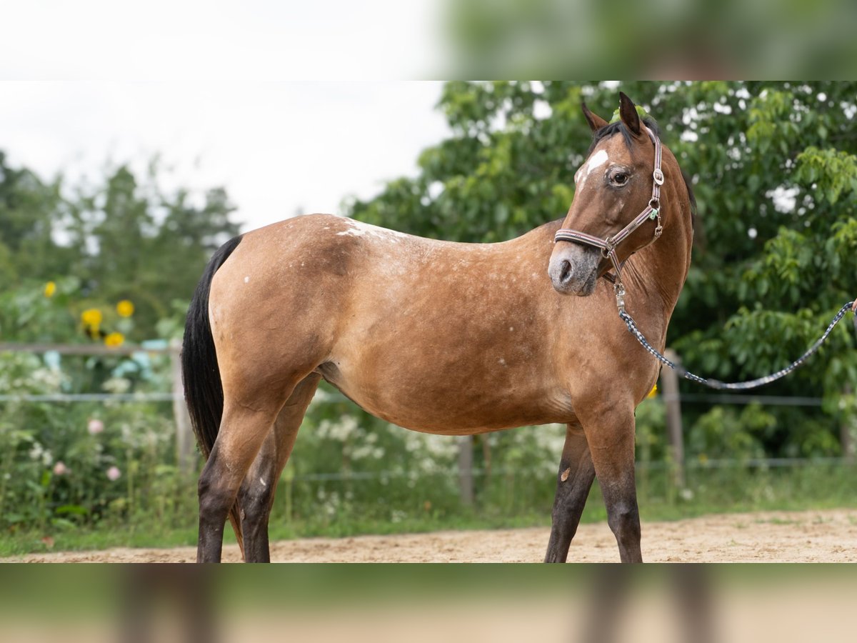 Appaloosa Mix Mare 8 years 15,1 hh Leopard-Piebald in Freienorla