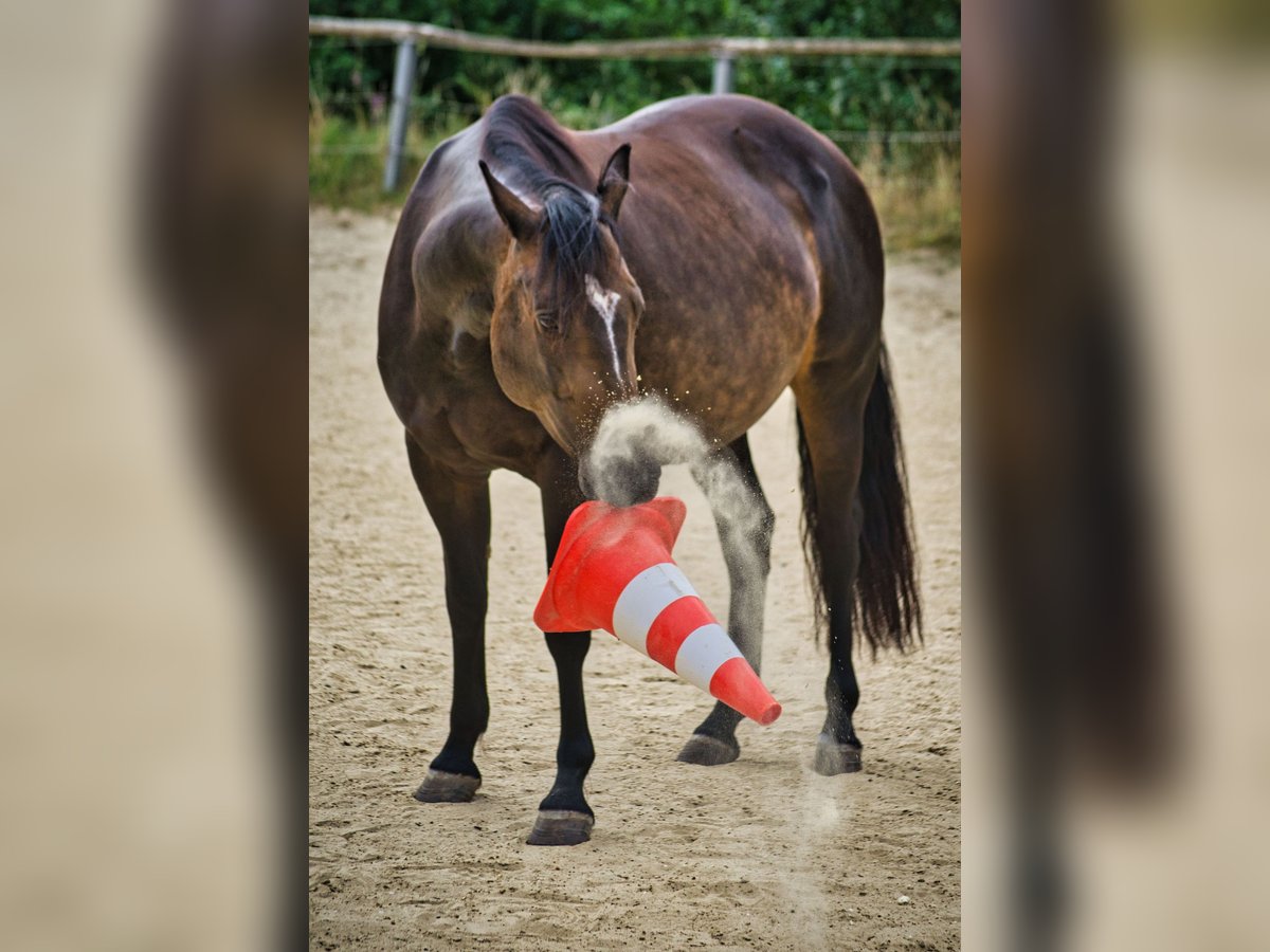 Appaloosa Mix Mare 9 years 14,2 hh Bay-Dark in Sinn