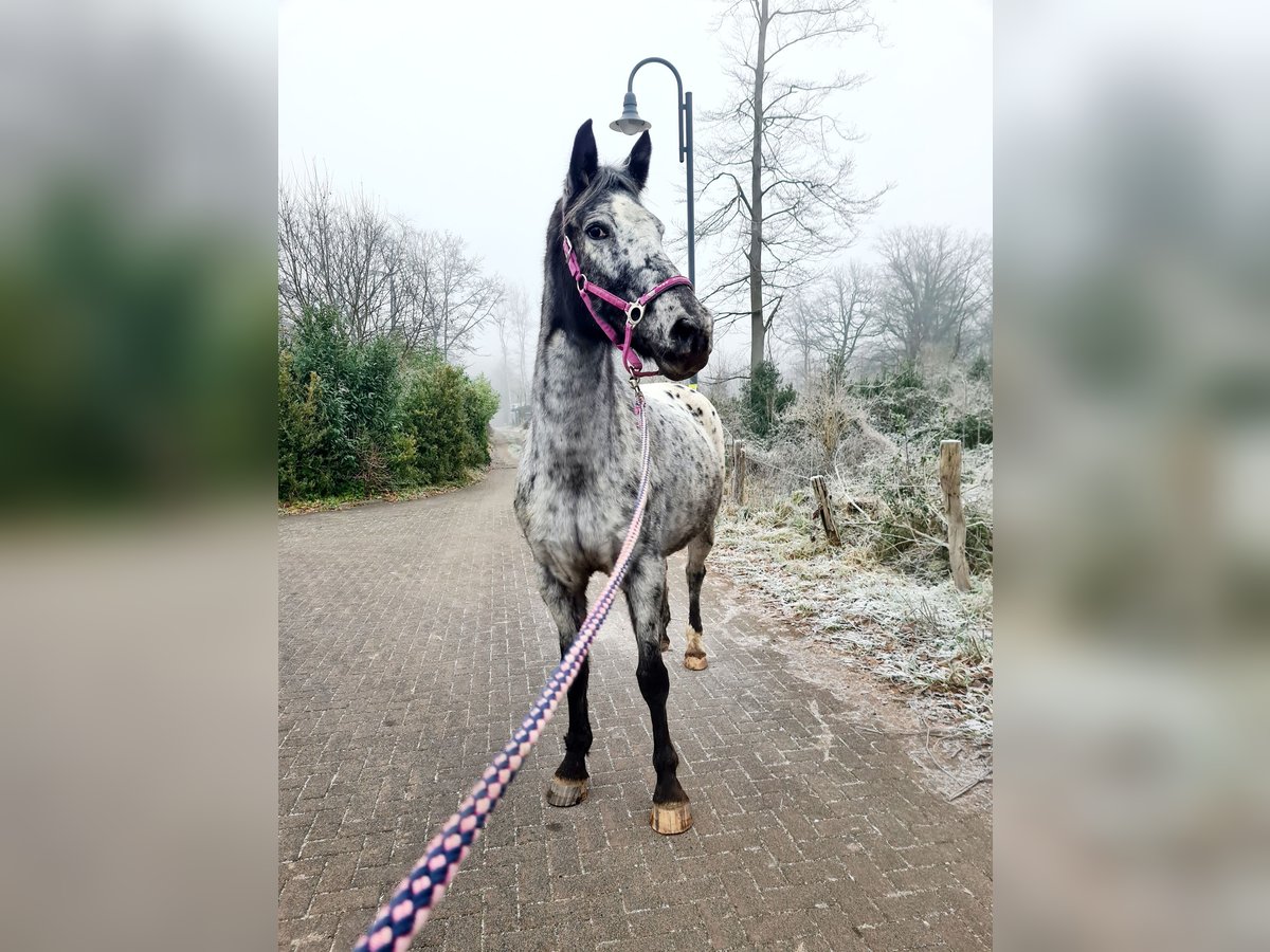 Appaloosa Mix Mare 9 years 16 hh Leopard-Piebald in Königswinter