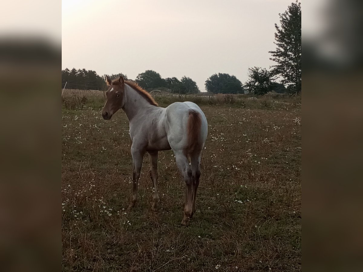 Appaloosa Mare Foal (01/2024) 14,2 hh Roan-Red in Skurup