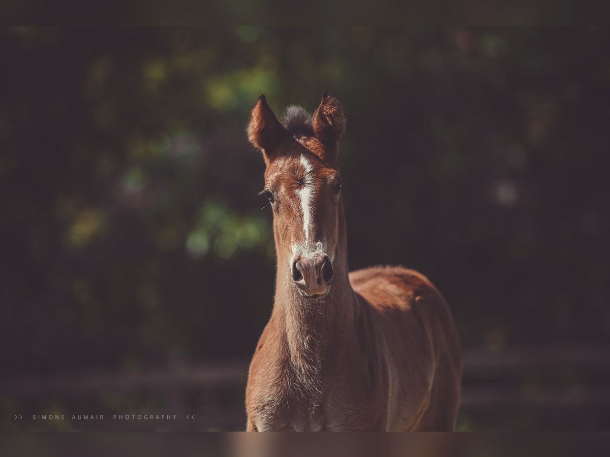 Appaloosa Mare Foal (06/2024) 15,1 hh Brown in St. Marien