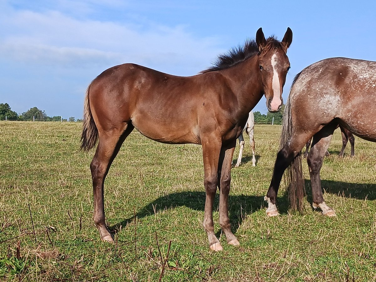 Appaloosa Mare Foal (04/2024) 15,1 hh Roan-Bay in Ljungarum