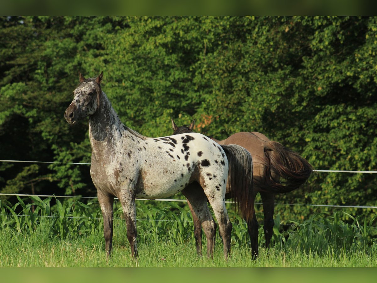 Appaloosa Mare  15,1 hh Bay-Dark in Globoko